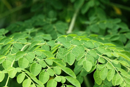 Árbolito de Moringa
