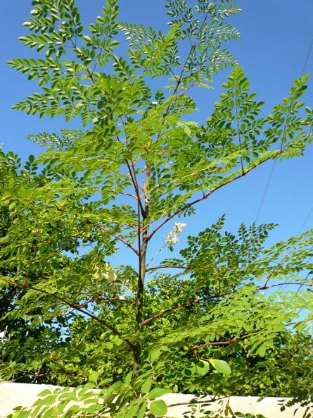 Árbolito de Moringa